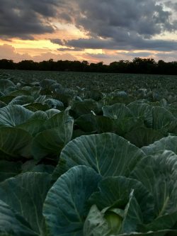 cabbage-field-scaled