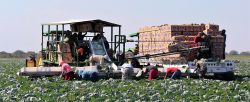 workers harvesting cabbage crop