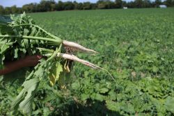 radish-cover-crop-scaled