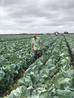 Bryan in Cabbage field