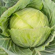 fresh green cabbage