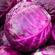 fresh Red cabbage