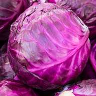 fresh Red cabbage