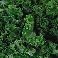 fresh green Kale