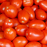 fresh tomatoes