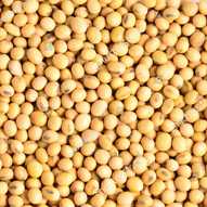 soyabean