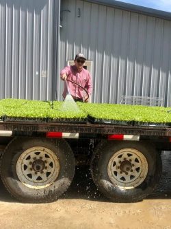 Jake watering lettuce seedlings