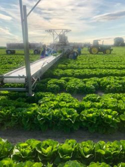 harvesting Iceberg lettuce