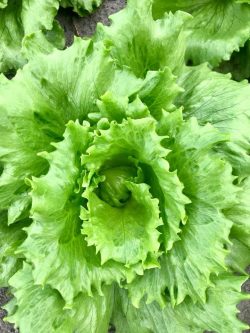 Iceberg lettuce