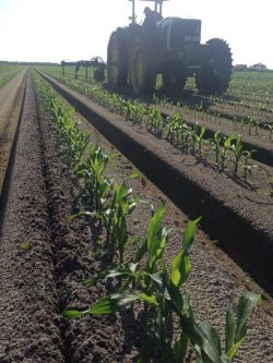 Corn farming in Ohio