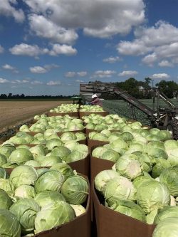 cabbage in big carton boxes