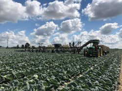 cabbage harvesting in process