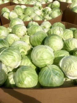 Cabbage ready to be taken to market