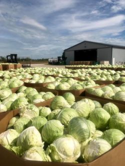 Cabbage packed in boxes