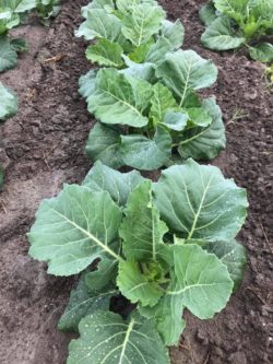 cabbage planting in farm