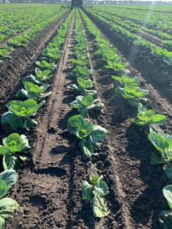 Cabbage planting in fields