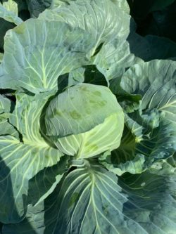 fresh green cabbage