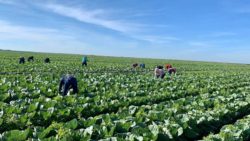 workers in fields taking fresh produce