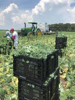 Kale crop harvesting