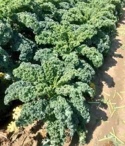 Kale crop