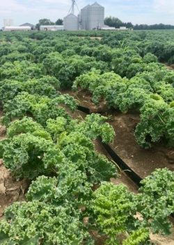 harvesting Kale in our fields
