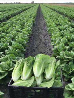 Farm Fresh Romaine lettuce
