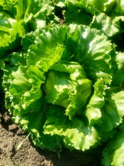Iceberg lettuce