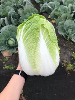 Romaine Lettuce