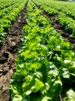 Lettuce crop ready for harvesting
