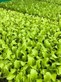 farm fresh Lettuce