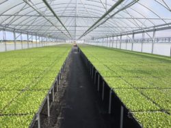 Growing lettuce in Greenhouse