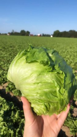 Fresh green romaine lettuce