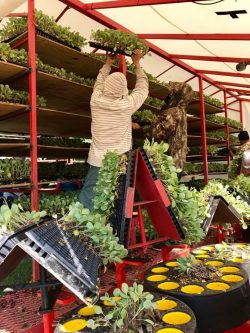 Planting crop seeldings