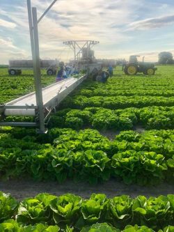 Romaine lettuce harvesting