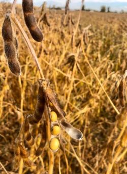 Soyabean ready for harvesting