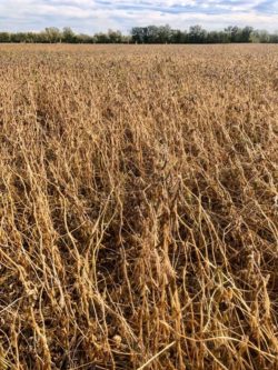Soyabean crop in fields