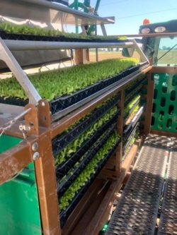 PlantTape system for growing lettuce