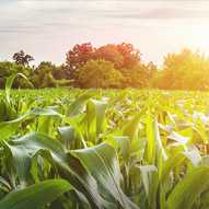 crop in fields