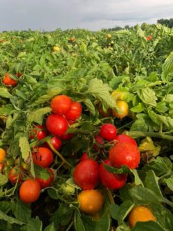 Ripe tomatoes ready for harvesting